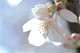 sakura-v