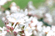 sakura-w
