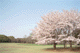 sakura001