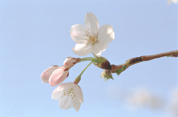sakura002