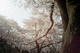 sakura003