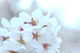 sakura004