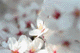 sakura005