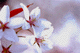 sakura006