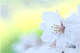 sakura008