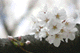 sakura009
