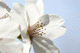 sakura011
