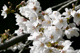 sakura012.htm