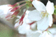 sakura014