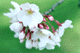 sakura016