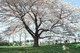 sakura017