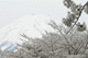sakura019