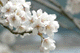 sakura020