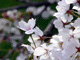 sakura022