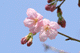 sakura023