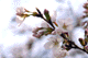 sakura024