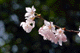 sakura026