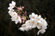 sakura027