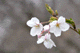 sakura030