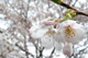 sakura031