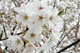 sakura032