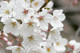sakura033