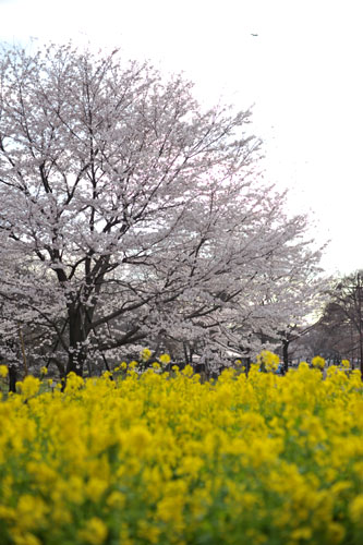 sakura034�@2010�N4��4���@����������̂�����i01�j