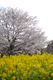 sakura034