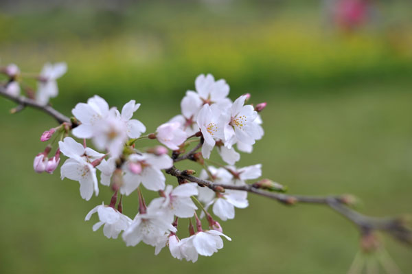 sakura035  2010�N4��4���@����������̂�����i02�j