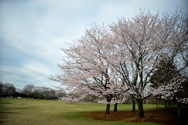 sakura036  2010�N4��4���@����������̂�����i03�j