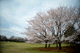 sakura036