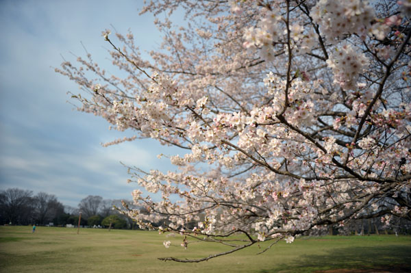 sakura037  2010�N4��4���@����������̂�����i04�j