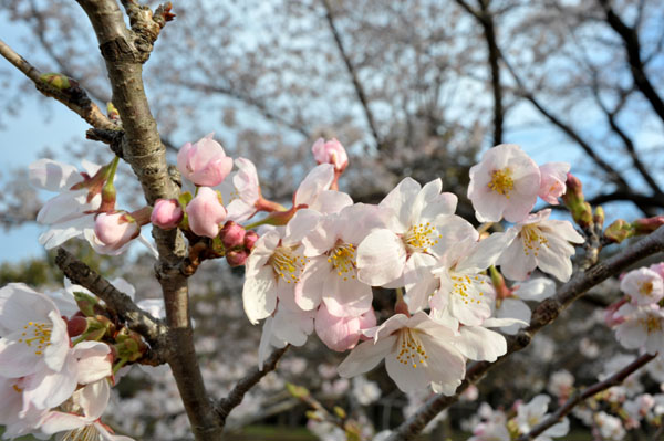 sakura038  2010�N4��4���@����������̂�����i05�j