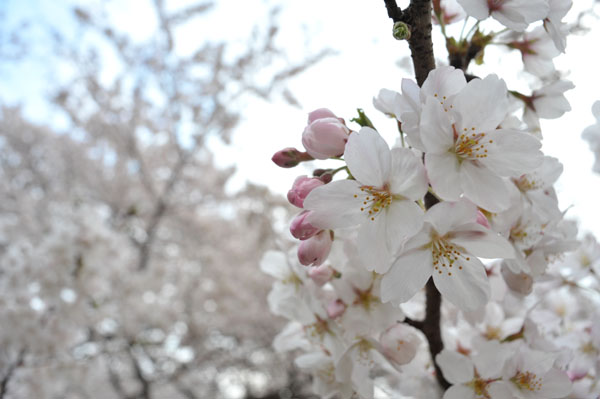 sakura039  2010�N4��4���@����������̂�����i06�j