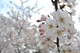 sakura039