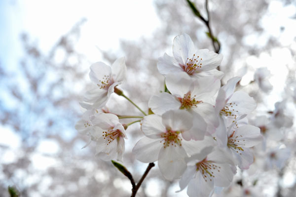  sakura041  2010�N4��4���@����������̂�����i08�j