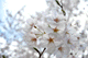 sakura041