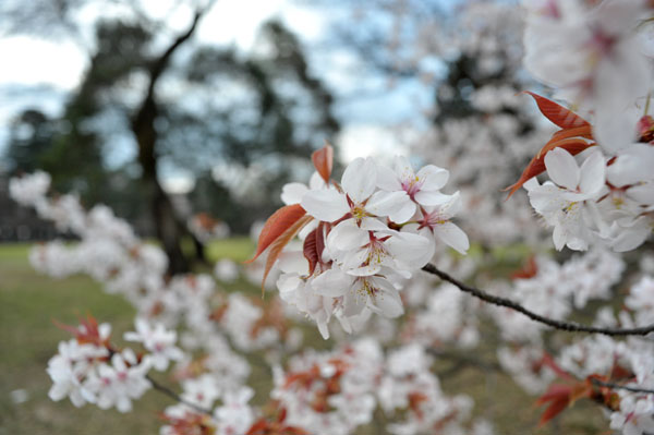 sakura042  2010�N4��4���@����������̂�����i09�j