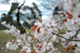sakura042