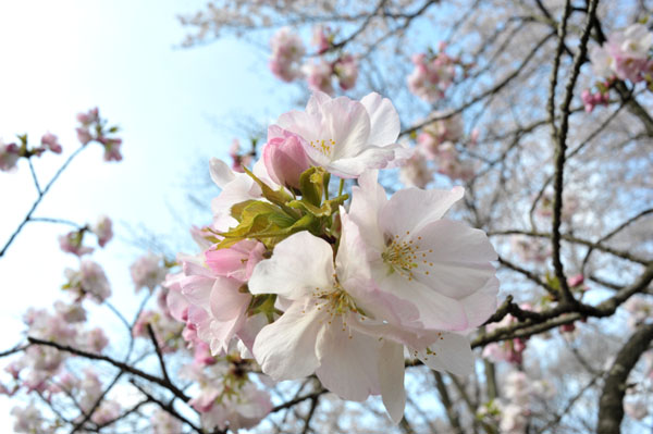 sakura043 2010�N4��4���@����������̂�����i10�j