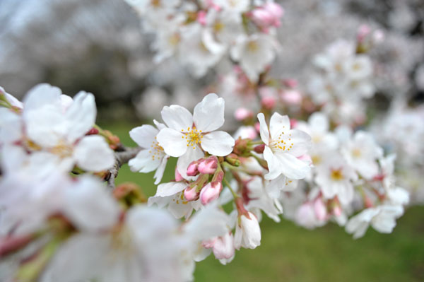 sakura044  2010�N4��4���@����������̂�����i11�j