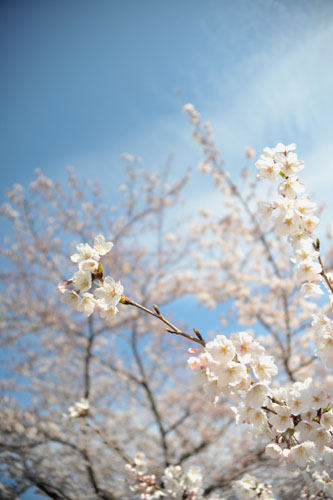 sakura045 2012.4.8 �ڍ���̂�����(01)