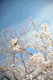 sakura045