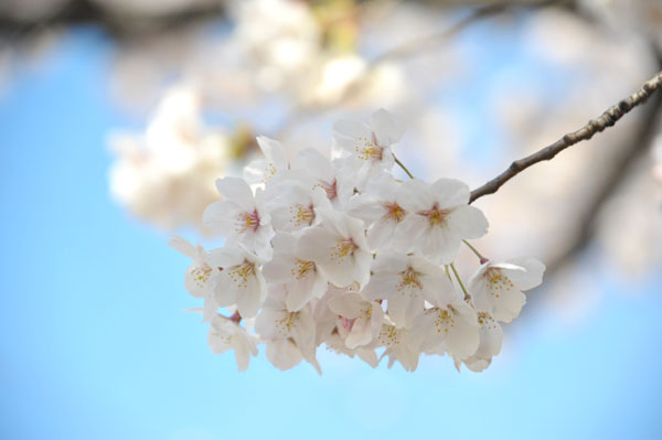 sakura046 2012.4.8 �ڍ���̂�����(02)