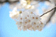 sakura046