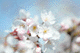 sakura047