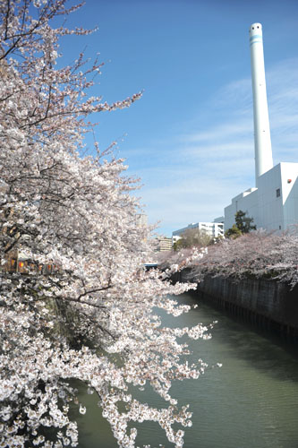 sakura048 2012.4.8 �ڍ���̂�����(04)