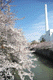 sakura048