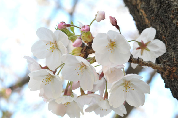 sakura049 2012.4.8 �ڍ���̂�����(05)