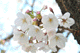 sakura049